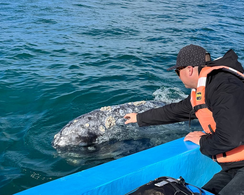 visit the gray whales baja petting a whale from the boat