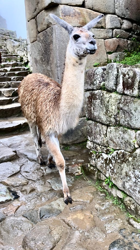 Cusco and Machu Picchu in 3 days alpaca