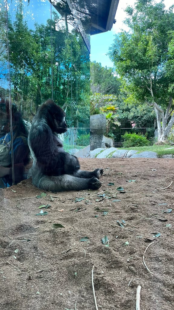 Spending the holidays in San Diego Zoo with family