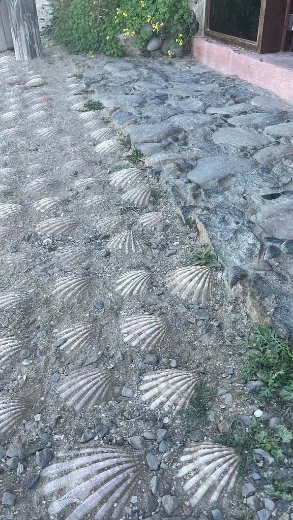scallop shells marios restaurant and tours guerrero negro baja california sur