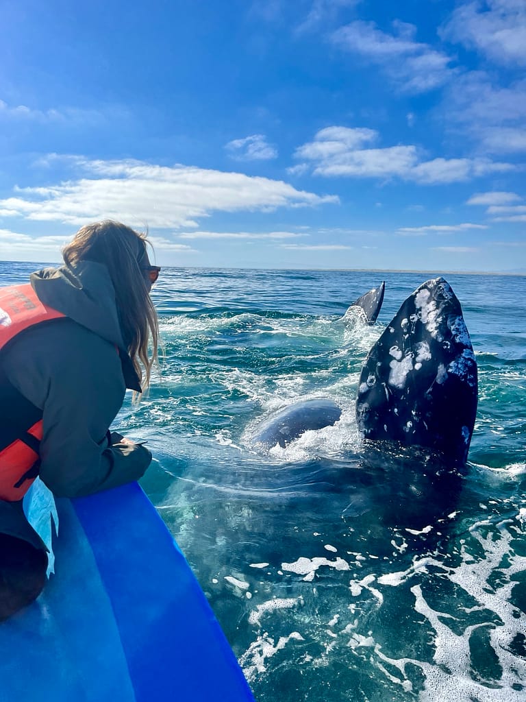 visit the gray whales in baja marios tours boat ojo de liebre