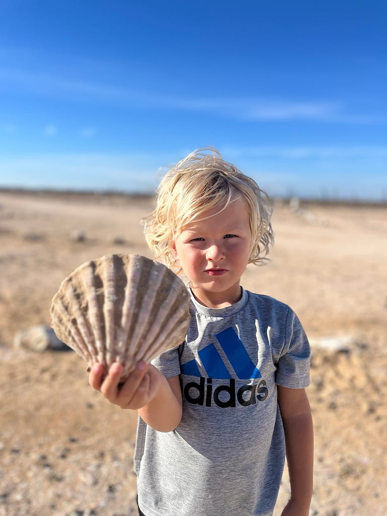 scallop shells marios restaurant and tours guerrero negro baja california sur