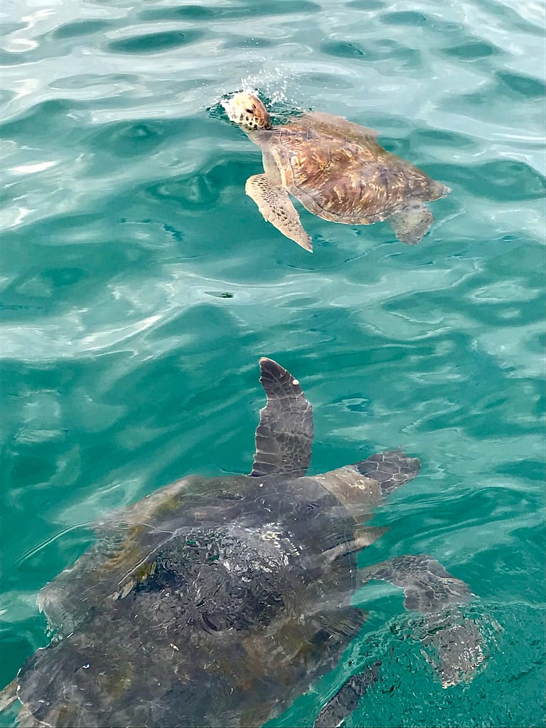 sea turtles mancora peru pacific ocean